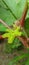 Red okra plant head