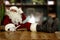 Red old Santa Claus with long beards in red clothes. Wooden table with free space for your decoration