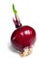 Red onion bulb isolated