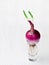 Red onion grown in a small clear glass on a white wooden backgr