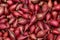 Red Onion Seed