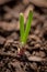 Red onion sprouting through rich soil