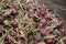 Red onions drying in the field after harvesting them in the Noordoostpolder in the Netherlands.