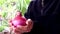 Red onions and leaves in a woman\'s hand