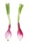 Red onions with stem, Tropea type on white