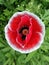 Red Opium flowers on green leaves