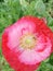 Red Opium flowers on green leaves