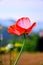 Red opium poppy are blooming on blurred background