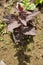 Red orach (Atriplex hortensis)