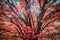 Red and orage leaves on a beautiful tree in Autumn - closeup.