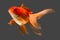 Red Oranda Goldfish