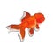 Red Oranda Goldfish Logo Vector Design