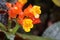 Red orange alloplectus flowers in garden