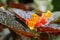 Red orange alloplectus flowers in garden