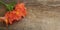 Red Orange Alstroemeria Astromeria flower Arrangement over Rustic wooden Table Flat Lay Copy space