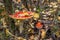 Red orange Amanita muscaria wild mushroom in autumn forest. Fly agaric mushrooms in fall nature with yellow dry leaves