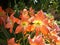 Red orange amaryllis flower closeups on garden