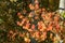 Red and orange aspen leaves