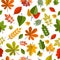 Red and Orange Autumn Leaves Background .