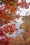 A red-orange autumn tree overhangs Lake Superior on Madeline Island