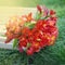 Red Orange Beautiful Alstromeria Lily Flower Bouquet Green Grass Natural background. toned. Spring Summer time. Square Image Insta