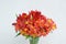 Red Orange Beautiful Alstromeria Lily Flower Bouquet Neutral Gray Wall Background. Toned. Spring Summer time.