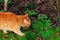 Red orange, beautiful, fat cat walks in garden near bushes