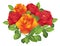 Red and orange beautiful vector flowers - roses