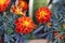 Red & Orange Bicolored Marigold Flowers Photographed in Madeira