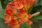 Red-orange blooming clivia miniata flower in botanical garden