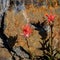 Red-orange blooms of Scarlet Paintbrush against a rock wall, Paradise at Mt. Rainier National Park, Washington State, USA
