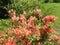 Red orange bush Mollis Azalea