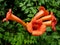 Red and orange Campsis flowers