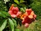 Red, orange campsis flowers on the sunny day.