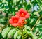 Red, orange Campsis radicans flowers, trumpet vine