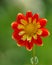 Red and Orange Collarette Dahlia Flower