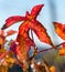 Red and orange colored autumnal leaf on blurred natural background taken on a sunny day