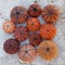 Red orange colored sea urchin shells on white rocky beach