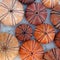 Red orange colored sea urchin shells on white rocky beach