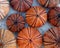 Red orange colored sea urchin shells on white rocky beach
