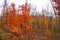 The Red and Orange Colors of Autumn in the Upper Peninsula of Michigan