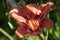 Red orange daylilies, Hemerocallis, sunlights