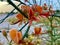 Red orange flower in bird santuary