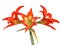 Red orange flower of Striped Barbados lily isolated on white, Hippeastrum striatum