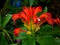 Red orange flowers Aeschynanthus speciosus radicans Lipstick Vine plant ,fulgens ,basket vine with soft selective focus ,tropical