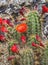 Red Orange Flowers Claret Cup Cactus