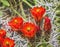 Red Orange Flowers Claret Cup Cactus