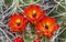 Red Orange Flowers Claret Cup Cactus