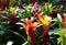 Red and orange flowers of Guzmania Bromelia with green leaves. Multicolor flowers Guzmania monostachia in the greenhouse