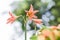 Red orange flowers have long stamens. Four directions flowers